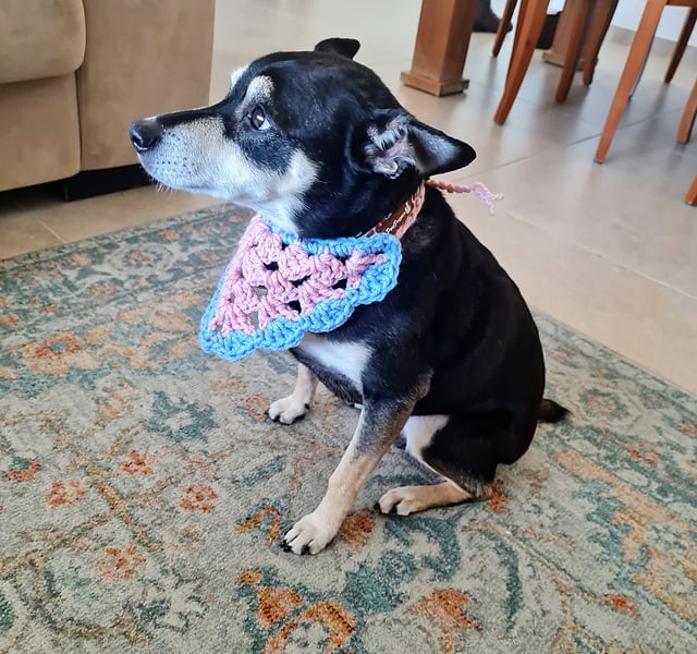 Pet bandana free crochet pattern